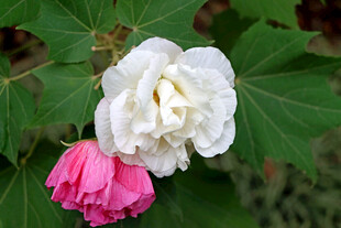 白色木芙蓉花