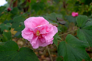 粉色木芙蓉花
