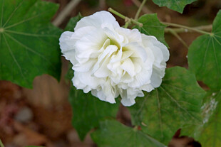 白色木芙蓉花