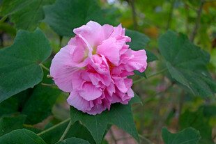 粉色木芙蓉花
