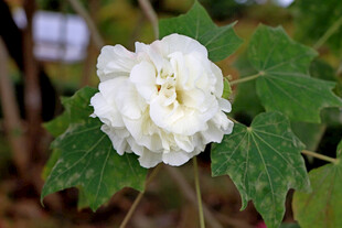 白色木芙蓉花
