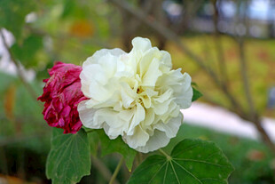 白色木芙蓉花