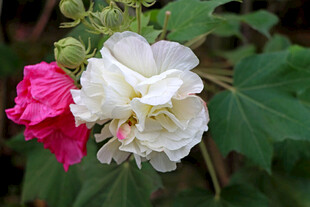 白色木芙蓉花