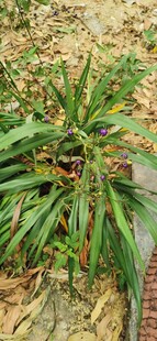 山中桔梗兰果实