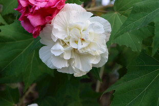 白色木芙蓉花