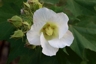 白色木芙蓉花