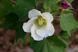 白色木芙蓉花
