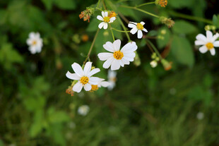 野菊花
