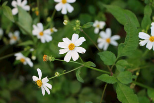 野菊花