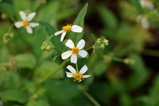野菊花