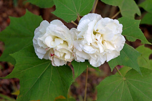 白色木芙蓉花