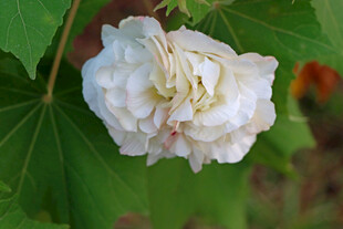 白色木芙蓉花