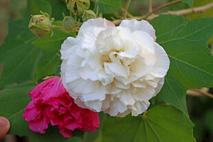 白色木芙蓉花