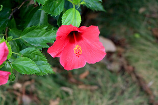 扶桑花