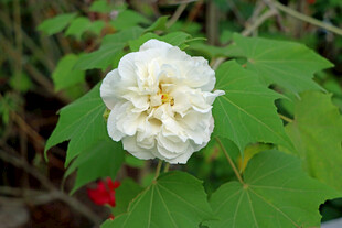 白色木芙蓉花 