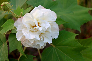 白色木芙蓉花 