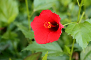 扶桑花