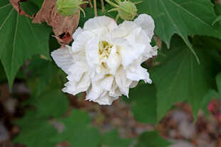 白色木芙蓉花