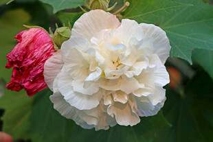 白色木芙蓉花