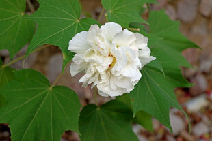 白色木芙蓉花