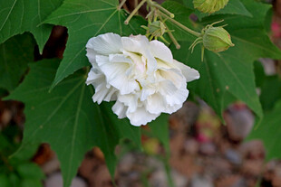 白色木芙蓉花