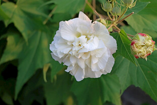 白色木芙蓉花