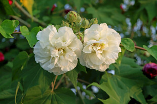 白色木芙蓉花