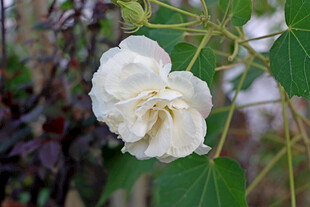 白色木芙蓉花