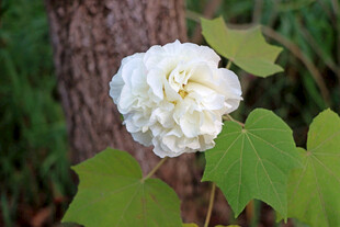 白色木芙蓉花