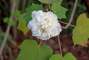 白色木芙蓉花