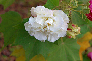白色木芙蓉花