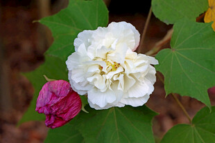 白色木芙蓉花