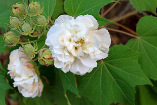 白色木芙蓉花