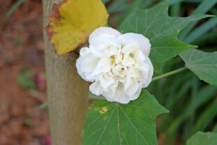 白色木芙蓉花