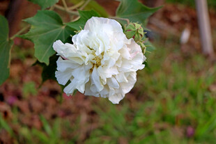 白色木芙蓉花