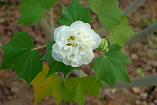 白色木芙蓉花