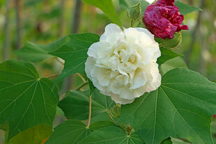 白色木芙蓉花