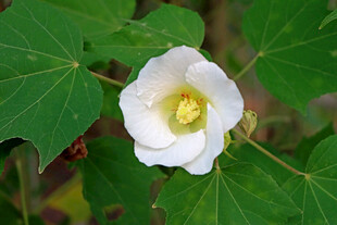 白色木芙蓉花