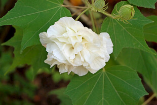 白色木芙蓉花