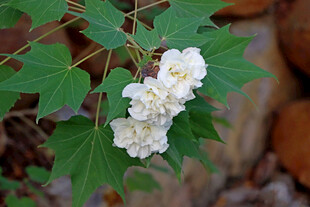 白色木芙蓉花
