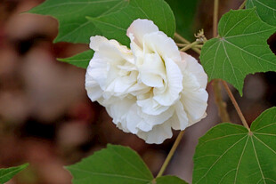 白色木芙蓉花