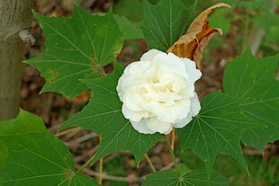 白色木芙蓉花