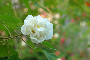 白色木芙蓉花 