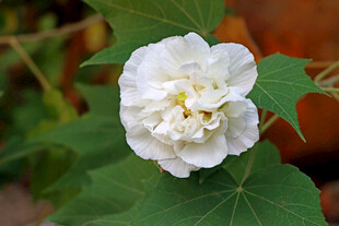 白色木芙蓉花