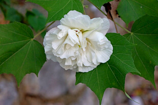 白色木芙蓉花