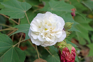 白色木芙蓉花