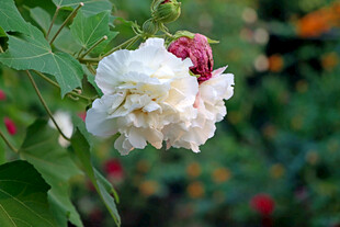 白色木芙蓉花
