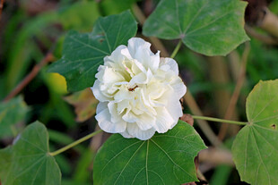 白色木芙蓉花
