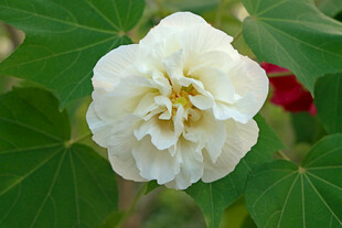 白色木芙蓉花