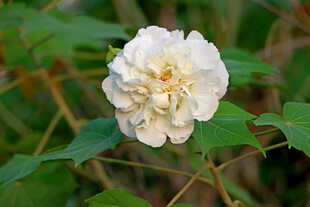 白色木芙蓉花